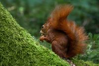 Eichhörnchen - dem Puuuschelchen schmeckt es