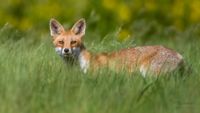 Fuchs beim Streifzug