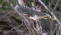 Nachtreiher - Flug aus dem Dickicht heraus