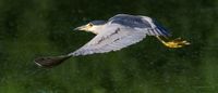 Nachtreiher Portrait im Flug