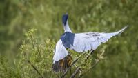 Nachtreiher im Abflug