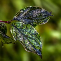 Natur PUR nach dem Regen