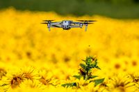 Sonnenblume - Drohne